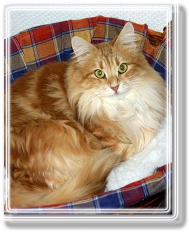 Baltimoor&acute;s Madame X