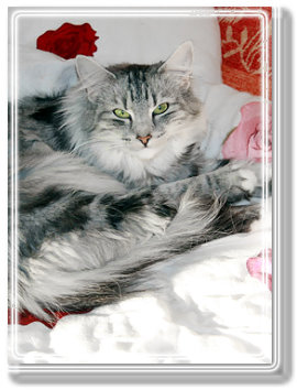 Elvdal´s Scarlett O´Hara