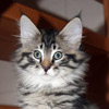 Elvdal&acute;s Beam me up Scotty