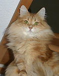 Elvdal&acute;s Scarlett O&acute;Hara