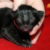 Elvdal&acute;s Black Velvet