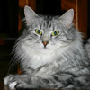 Elvdal&acute;s Scarlett O&acute;Hara